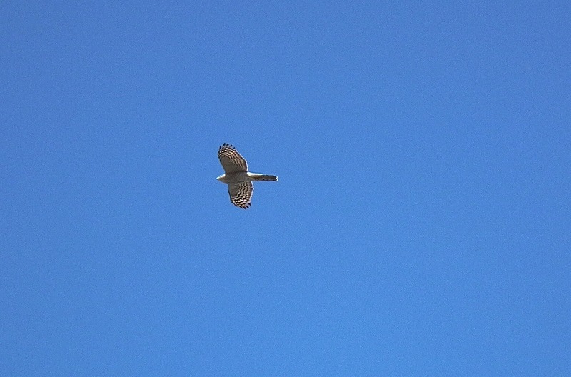 a0018655_21174982.jpg