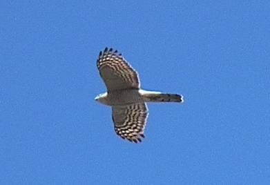 a0018655_21184660.jpg