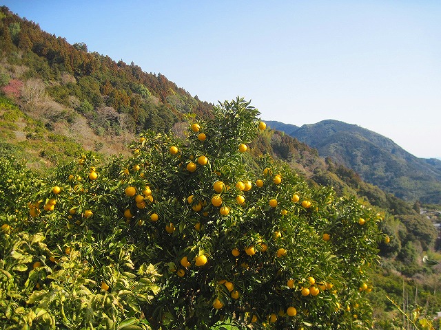 2013.2.27 蟠蛇森（ばんだがもり）『高知県』_c0219866_10133441.jpg