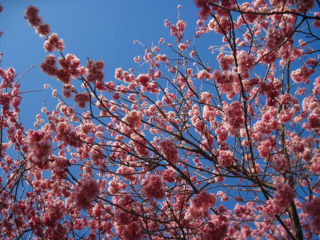 2013.2.27 蟠蛇森（ばんだがもり）『高知県』_c0219866_1094339.jpg