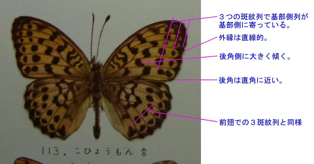 プロも間違えるコヒョウモン_a0146869_6112361.jpg