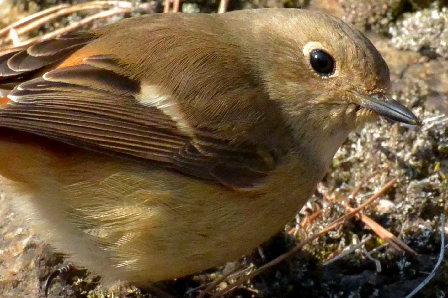 みやま公園の鳥_a0041073_1851338.jpg