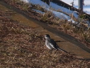 水鳥は内股で歩く_e0148077_1513264.jpg