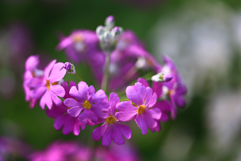 京都府立植物園　花の回廊2013 早春の草花展 その2_f0224083_23471367.jpg