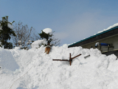 f0205887_1623216.gif