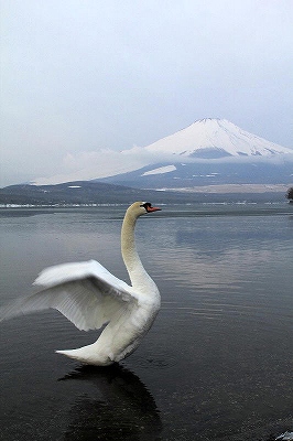 白鳥の湖_a0188405_19134535.jpg