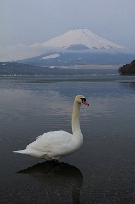 白鳥の湖_a0188405_1920562.jpg