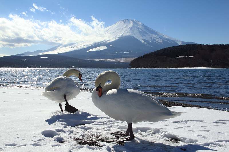 白鳥の湖_a0188405_19311133.jpg