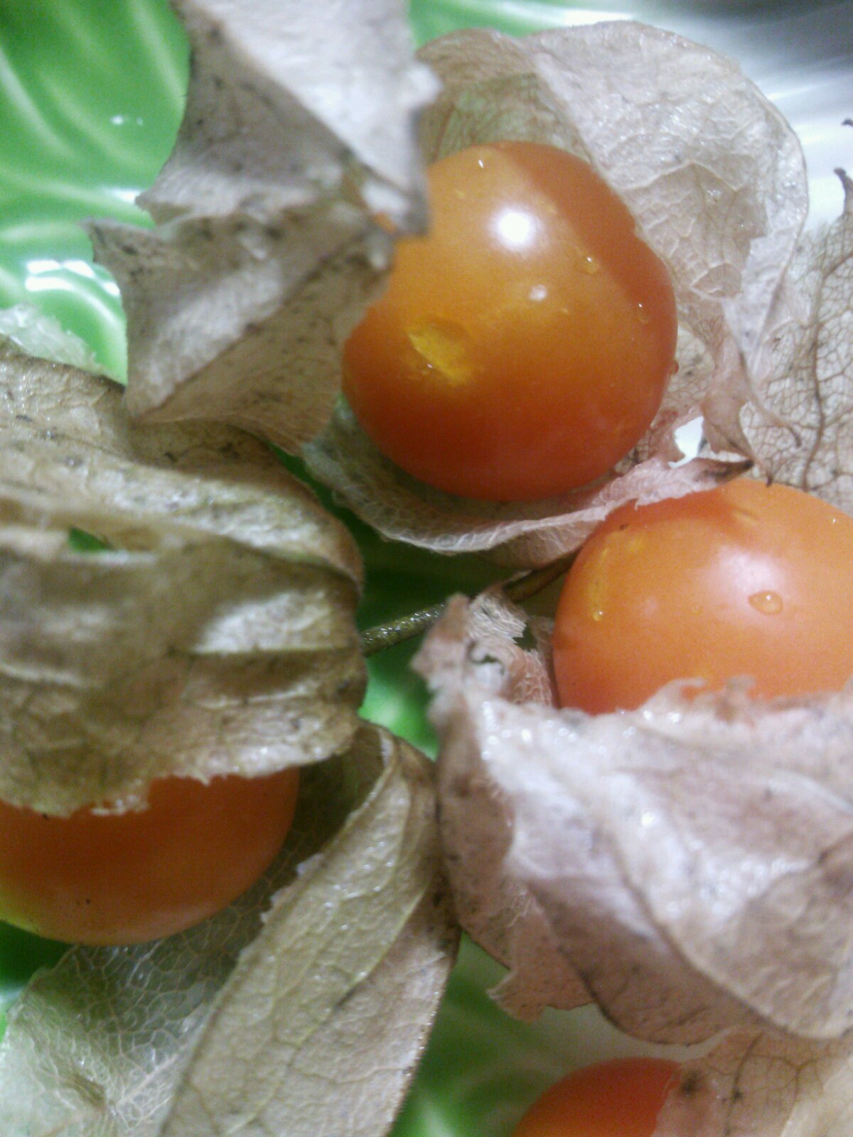 収獲して保存してた ほおずきトマト です 野菜と仲良し 収獲して保存してた ほおずきトマト です 野菜と仲良し
