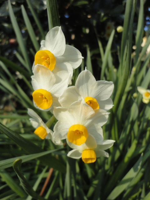 3月スタート・天気と水仙が花盛り・・・２０１３・３・１_f0231709_759971.jpg