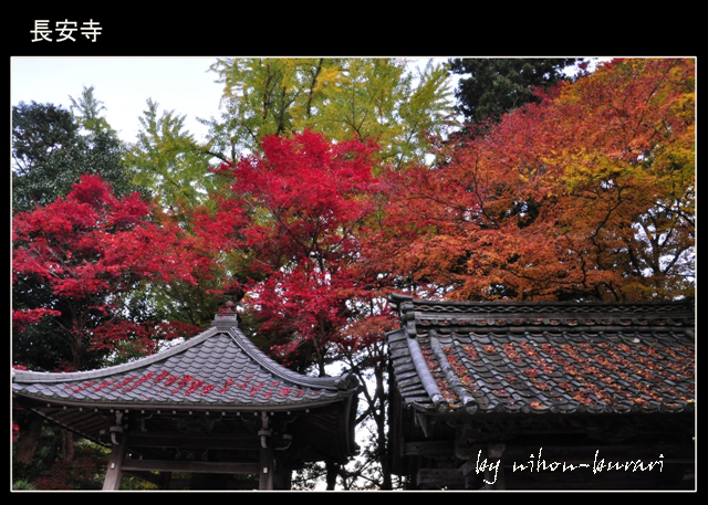 兵庫県朝来町の天空の城「竹田城跡」の朝露　2012年11月15日～16日_e0180612_1119544.jpg