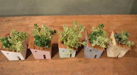 さくら盆栽展 最終入荷のご案内_d0263815_18515837.jpg