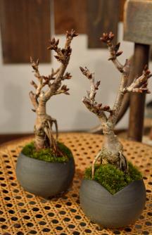 さくら盆栽展 最終入荷のご案内_d0263815_1941782.jpg
