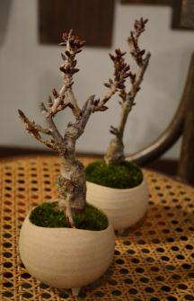 さくら盆栽展 最終入荷のご案内_d0263815_1943832.jpg