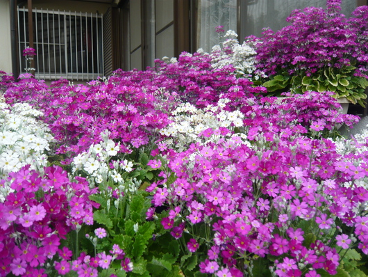 a0206332_1249267.jpg