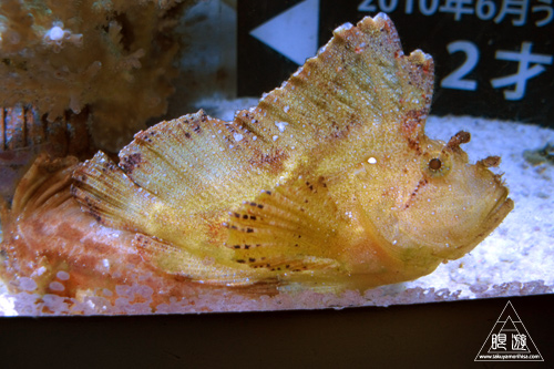 312 沖縄美ら海水族館 ~ジンベエザメでかい!~_c0211532_23405118.jpg