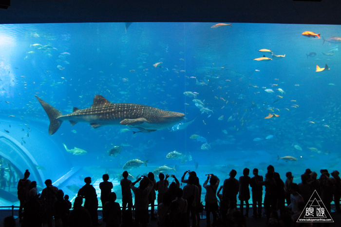 312 沖縄美ら海水族館 ~ジンベエザメでかい!~_c0211532_2343022.jpg