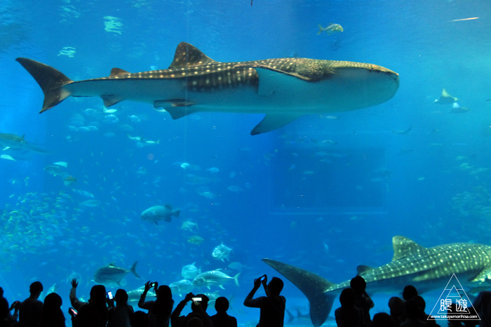 312 沖縄美ら海水族館 ~ジンベエザメでかい!~_c0211532_23431753.jpg
