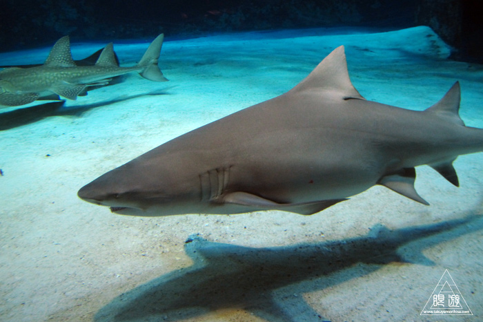 312 沖縄美ら海水族館 ~ジンベエザメでかい!~_c0211532_23454999.jpg