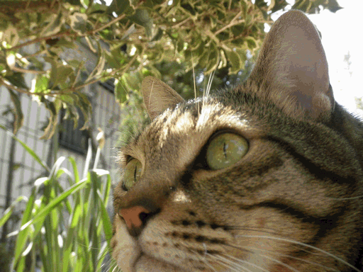 c0136736_11463620.gif