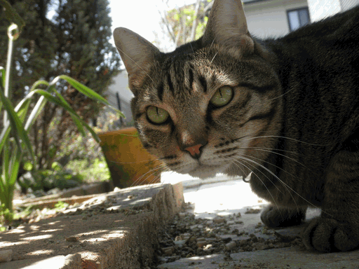c0136736_11464645.gif