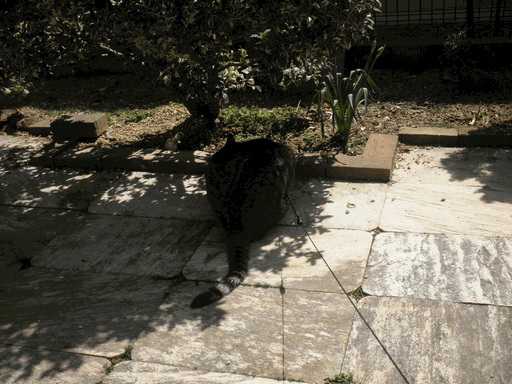 c0136736_1146832.gif