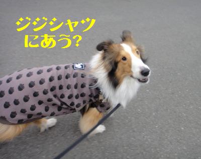 とびきり怖がりな警察犬の話にジ~ン_e0195743_18562593.jpg