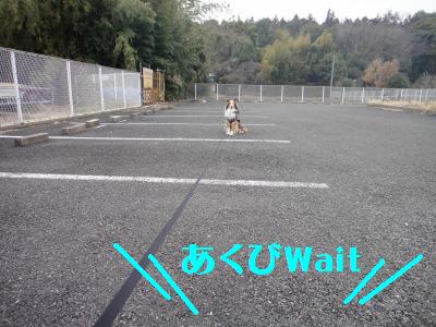 とびきり怖がりな警察犬の話にジ~ン_e0195743_18564417.jpg