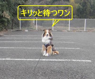 とびきり怖がりな警察犬の話にジ~ン_e0195743_1857075.jpg
