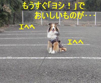 とびきり怖がりな警察犬の話にジ~ン_e0195743_1857113.jpg