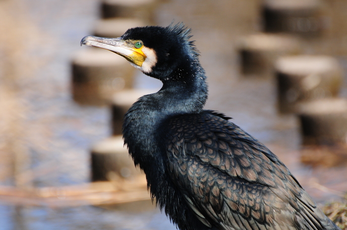 三鷹・小金井の野鳥：野川の水辺の鳥たち_a0260044_23314663.jpg