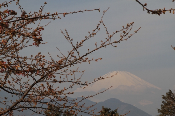 遅い河津桜_a0120949_6101432.jpg