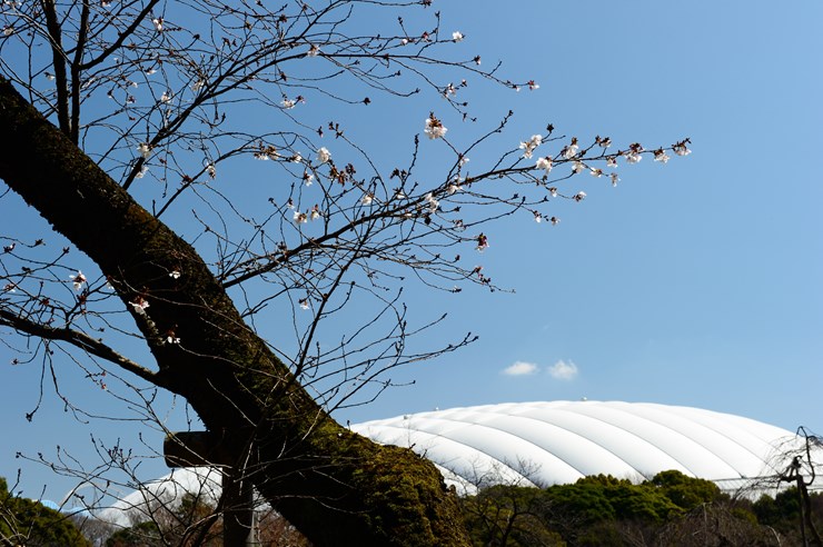 小石川後楽園 ~梅~_f0222161_10185834.jpg