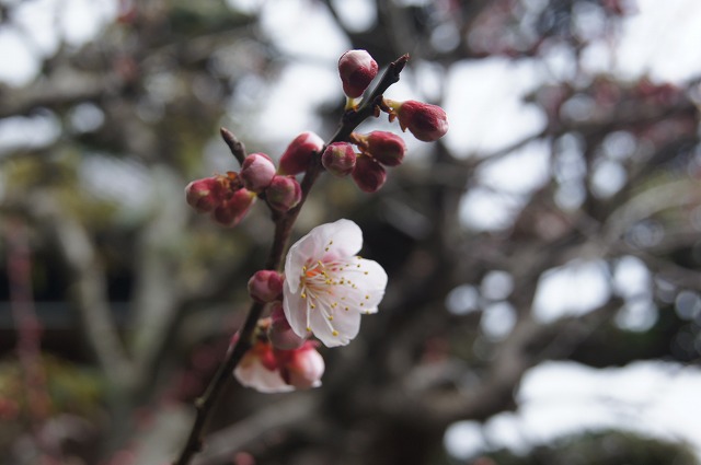 早春の花木_e0181373_19494852.jpg