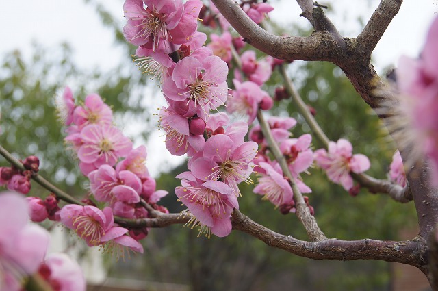 早春の花木_e0181373_19495596.jpg