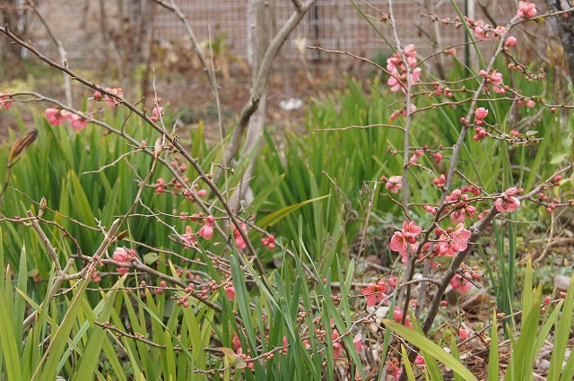 早春の花木_e0181373_19501771.jpg