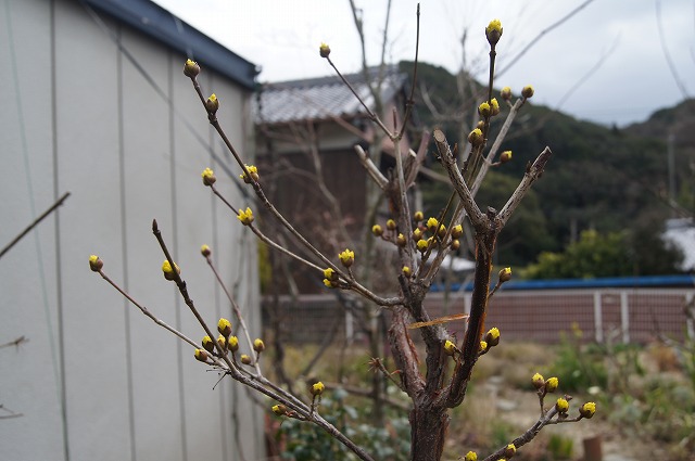 早春の花木_e0181373_1950816.jpg