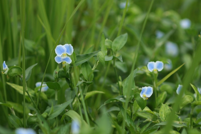 ツユクサの仲間 まぐの野の花図鑑 ツユクサの仲間 まぐの野の花図鑑