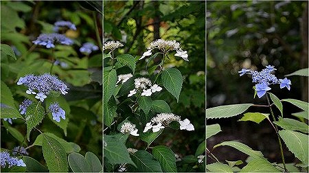 「雨降り花」_c0229483_21591484.jpg