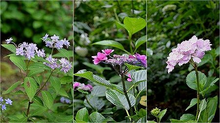 「雨降り花」_c0229483_2159261.jpg