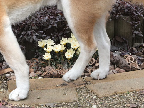 クロッカスの花が咲いたら_b0230589_17432442.jpg