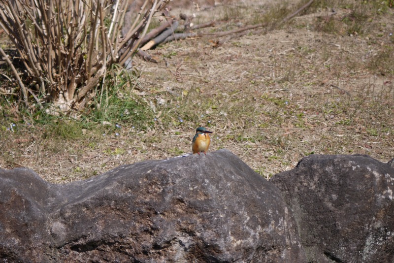 水元公園の野鳥①_a0127090_23131194.jpg