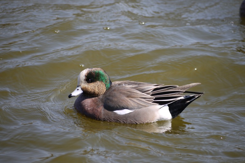 水元公園の野鳥①_a0127090_239777.jpg