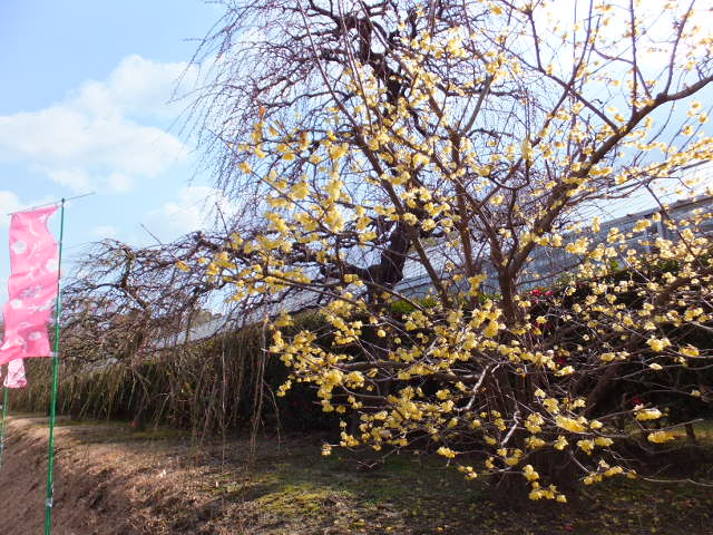 a0271502_16364734.jpg