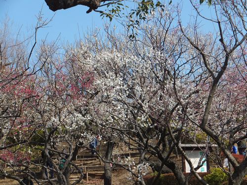  2013年「せたがや梅まつり」開花情報#4_f0120102_13224821.jpg