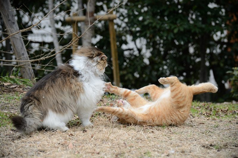 街角ニャンコ・遊びたい盛り_f0032011_1964448.jpg