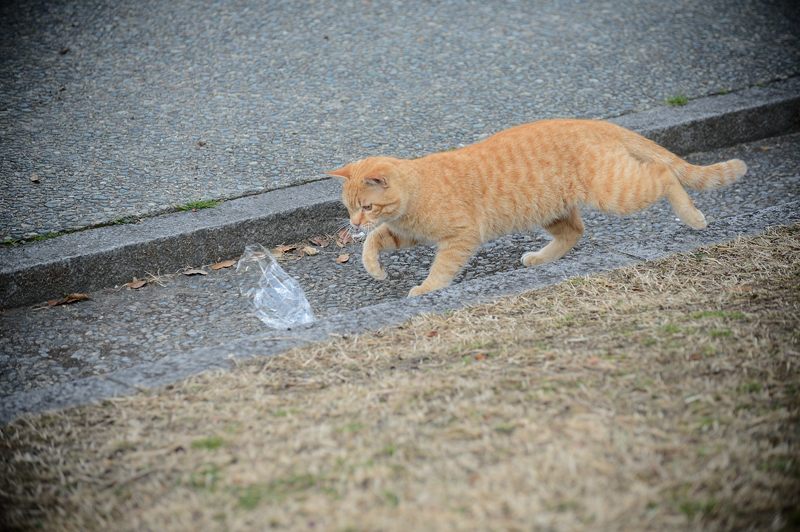 街角ニャンコ・遊びたい盛り_f0032011_1971826.jpg