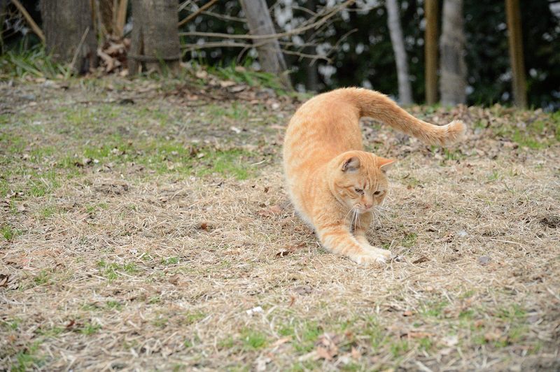 街角ニャンコ・遊びたい盛り_f0032011_1981493.jpg