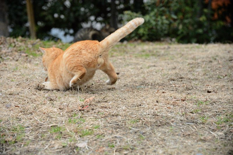 街角ニャンコ・遊びたい盛り_f0032011_1982212.jpg