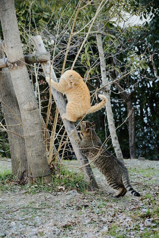 街角ニャンコ・遊びたい盛り_f0032011_1983054.jpg